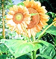 Sunflower, August 4, 2019