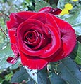 Красная роза 3 июня 2014