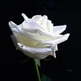 Белая роза 22 апреля 2014